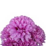 Bukiet 7 dużych chryzantem w kolorze fioletowym - obrazek 2