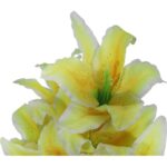 BUKIET 10 LILII KOLOR JASNO ŻÓŁTY - obrazek 2