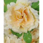 Bukiet 9 piwonii w kolorze kremowe - obrazek 2