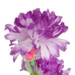 Bukiet 6 chryzantem w kolorze FIOLETOWYM 52 cm - obrazek 2