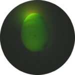 JAJKA GIRLANDA ŚWIETLNA LAMPKI  LED WIELKANOC FIOLETOWE - obrazek 3