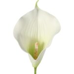 Bukiet 7 CALLI GUMOWANYCH 62 cm KOLOR BAŁY - obrazek 2