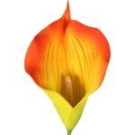 Bukiet 7 CALLI GUMOWANYCH 62 cm KOLOR POMARAŃCZOWY - obrazek 2