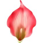 Bukiet 7 CALLI GUMOWANYCH 62 cm KOLOR RÓŻOWY - obrazek 2