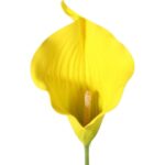 Bukiet 7 CALLI GUMOWANYCH 62 cm KOLOR ŻÓŁTY - obrazek 2