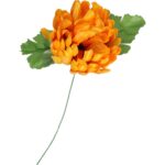 Chryzantema kwiat pojedynczy w kolorze żółtym z trawką - obrazek 2