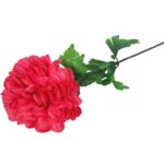 Chryzantema pojedynczy kwiat w kolorze ciemno różowym - obrazek 2