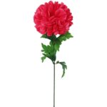 Chryzantema pojedynczy kwiat w kolorze ciemno różowym