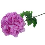 Chryzantema pojedynczy kwiat w kolorze fioletowym - obrazek 2
