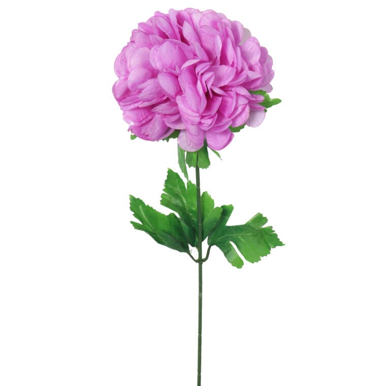 CHR17FIOL Chryzantema pojedynczy kwiat w kolorze fioletowym - obrazek 1