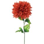 Chryzantema pojedynczy kwiat w kolorze jasno brązowym