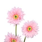 Sztuczna Gałązka Gerber w kolorze Jasno Różowym, wysokość 55 cm - obrazek 2