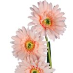 Sztuczna Gałązka Gerbery Łososiowej Wysokości 55 cm - Dekoracja Wnętrz - obrazek 2