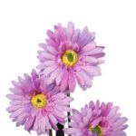 Sztuczna Gałązka Gerber 3 w Kolorze Wrzosowym, Realistyczna Dekoracja, 55cm - obrazek 2