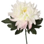 Chryzantema pojedyncza, strzępiasta w kolorze białym 65 cm - obrazek 2