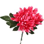 Chryzantema pojedyncza strzępiasta w kolorze ciemnoróżowym - obrazek 2