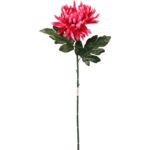 Chryzantema pojedyncza strzępiasta w kolorze ciemnoróżowym