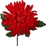 Chryzantema pojedyncza strzępiasta w kolorze czerwonym - obrazek 2