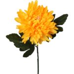 Chryzantema pojedyncza strzępiasta w kolorze pomarańczowym - obrazek 2