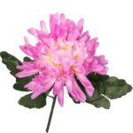 Chryzantema pojedyncza strzępiasta w kolorze różowym - obrazek 2