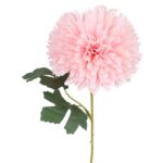 Czosnek pojedynka w kolorze różowym - obrazek 3