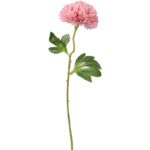 Czosnek pojedynka w kolorze pudrowego różu - obrazek 2