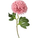 Czosnek pojedynka w kolorze pudrowego różu