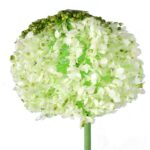 CZOSNEK KWIAT SZTUCZNY KULA BIAŁA - obrazek 2