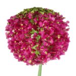 CZOSNEK KWIAT SZTUCZNY KULA FUKSJA - obrazek 2