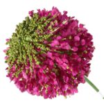 CZOSNEK KWIAT SZTUCZNY KULA FUKSJA - obrazek 3