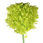 Kwiat Sztuczny - Czosnek o Barwie Limonki o Wysokości 80 cm - obrazek 2