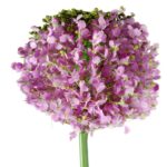 CZOSNEK KWIAT SZTUCZNY KULA WRZOSOWA - obrazek 2