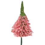 Czosnek kwiat pojedynczy w kolorze różowym - obrazek 3