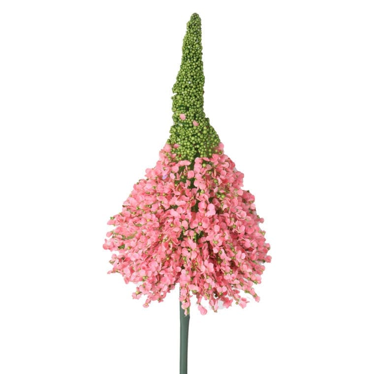 CZ15R-01R Czosnek kwiat pojedynczy w kolorze różowym - obrazek 1