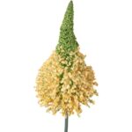 Czosnek kwiat pojedynczy w kolorze żółtym