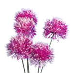 GAŁĄZKA 5 CZOSNKÓW KWIAT SZTUCZNY FIOLETOWY - obrazek 2