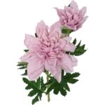 Sztuczna Gałązka z Dwoma Daliami w Kolorze Wrzosowym - 66 cm - obrazek 2