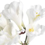 Gałązka 2 FREZJI 54 CM BIAŁA - obrazek 2