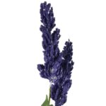 WRZOSY GAŁĄZKA 3 KWIATÓW 96 CM KOLOR CIEMNO FIOLETOWY - obrazek 2