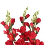Bukiet 5 czerwonych Gladioli o Wysokości 60 cm - obrazek 2