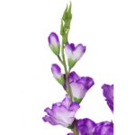 Bukiet 5 Fioletowych Gladioli o Wysokości 60 cm - obrazek 2