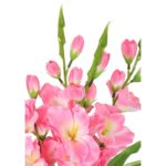 Bukiet 5 jasno różowych gladioli - obrazek 2