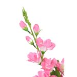 Bukiet 5 jasno różowych gladioli - obrazek 3