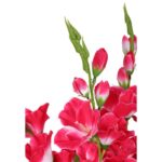 Bukiet 5 Różowo-Białych Gladioli o Wysokości 60 cm - obrazek 2