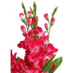 Bukiet 5 Różowo-Białych Gladioli o Wysokości 60 cm - obrazek 3