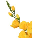 Bukiet pięciu żółtych gladioli o wysokości 60 cm - obrazek 2