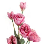 Gałązka Eustoma z 6 Kwiatami w Odcieniu Ciemnego Różu - Dekoracja Wysokiej Jakości - obrazek 2