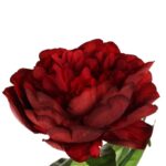 PIWONIA KWIAT SZTUCZNY BORDOWY - obrazek 2