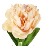 Sztuczna Piwonia Koloru Kremowego o Wysokości 64 cm - obrazek 2