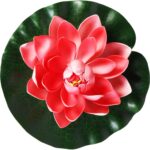 Dekoracyjna Lilia Wodna do Oczka Wodnego o Szerokości 20 cm